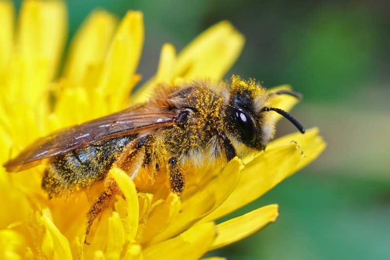 abeille-1821718