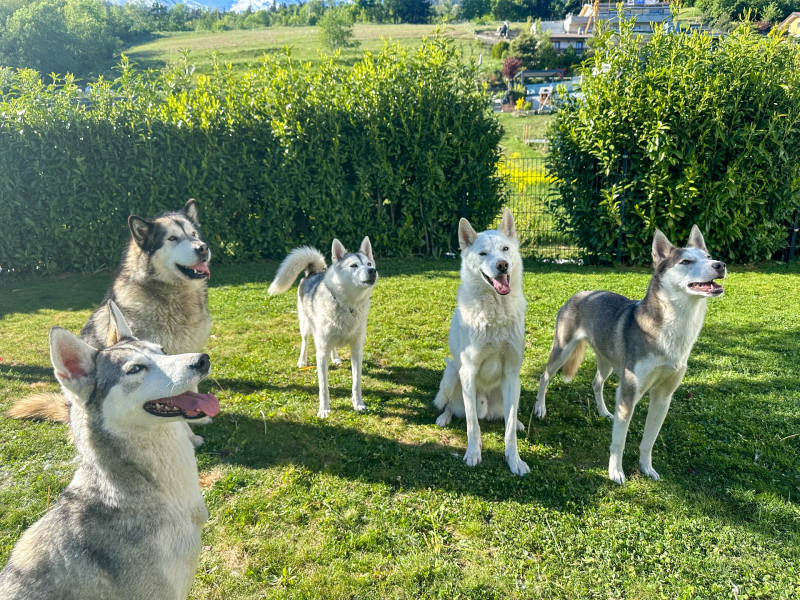cani-rando-ojdc-1-4661353