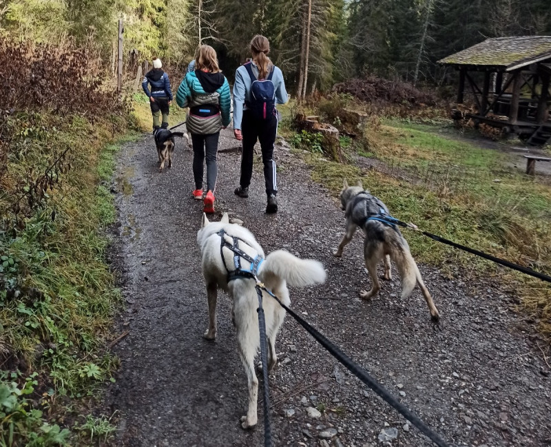 cani-trail-4046215